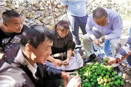 徽县吃瓜事件视频曝光,一地鸡毛背后的真相揭晓
