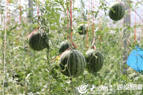 徽县吃瓜事件视频曝光,一地鸡毛背后的真相揭晓