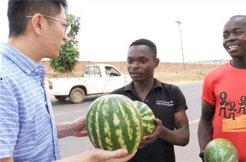美国华人圈吃瓜视频,揭秘吃瓜视频背后的故事与影响