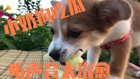 狗狗吃瓜吃醋怎么办视频,趣味解决宠物心理难题