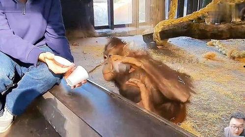 吃瓜变猴子搞笑视频全集,笑料横生！搞笑视频全集大揭秘