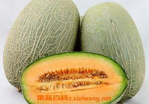 梨瓜吃不掉怎么储存呢视频,教你如何延长梨瓜保鲜期