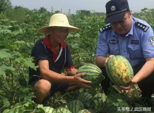 大凉山吃土瓜视频播放大全,视频播放大全带你领略独特风味