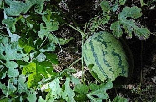 大凉山吃土瓜视频播放大全,视频播放大全带你领略独特风味