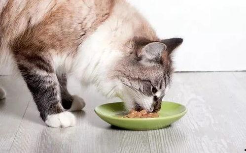 猫咪大明星吃瓜视频,吃瓜视频揭秘娱乐圈幕后趣事