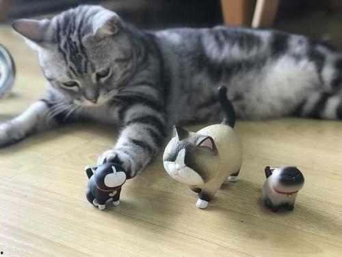 猫咪大明星吃瓜视频,吃瓜视频揭秘娱乐圈幕后趣事