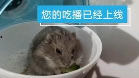 仓鼠可以吃秋瓜嘛视频,仓鼠能否享用秋瓜美味？