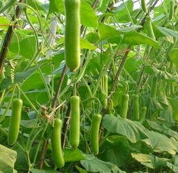 吃瓠瓜中毒视频,食品安全不容忽视