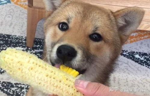 幼犬可以吃酥瓜吗视频,酥瓜，幼犬的健康美味选择？