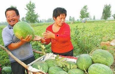 文安县吃瓜视频,揭秘当地特色美食文化