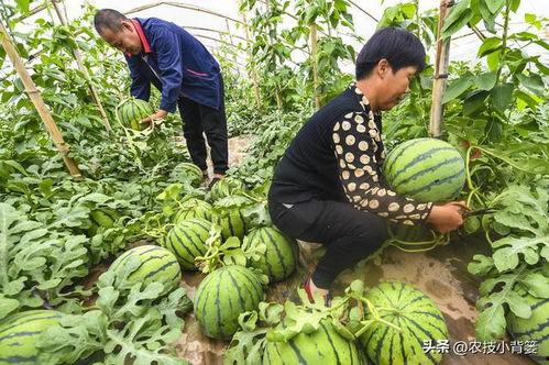 文安县吃瓜视频,揭秘当地特色美食文化