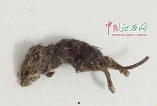 老鼠吃瓜素材视频,老鼠偷吃瓜，萌态百出引网友热议