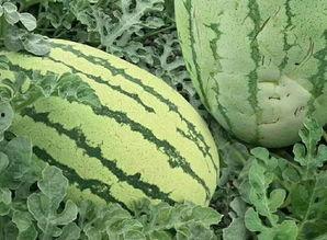 吃瓜视频渠道怎么找,轻松找到热门生成内容攻略