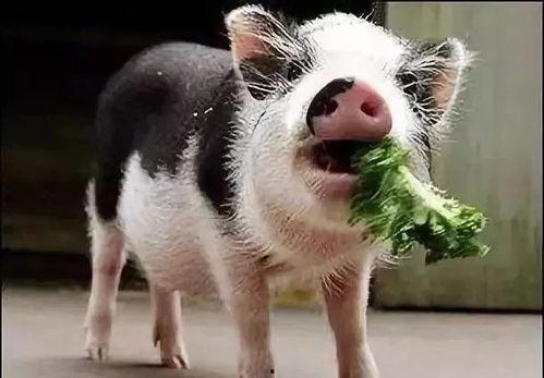 小猪吃羊角瓜好吗图片视频,趣味视频揭示萌宠美食之旅