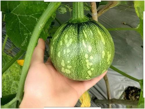 娱乐小葱花吃瓜视频大全,揭秘热门吃瓜视频大全