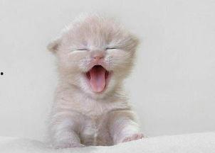 猫咪吃瓜配音视频素材下载