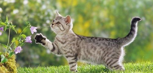 猫咪吃瓜配音视频素材下载