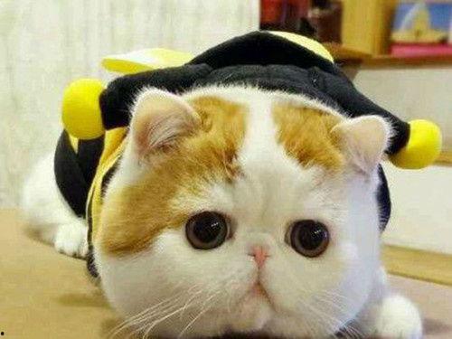 猫咪吃瓜配音视频素材下载