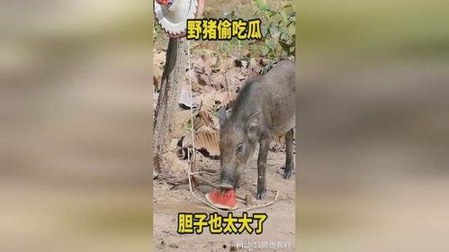 大猪吃瓜的视频大全,揭秘热门视频背后的趣味故事