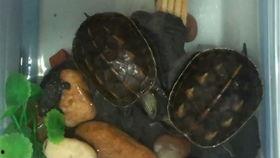 吃瓜鸭的小视频,揭秘娱乐圈幕后故事