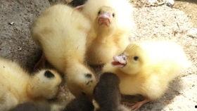 吃瓜鸭的小视频,揭秘娱乐圈幕后故事