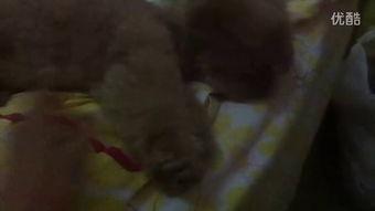 吃瓜鸭的小视频,揭秘娱乐圈幕后故事