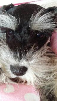 坏瓜能给狗吃嘛视频