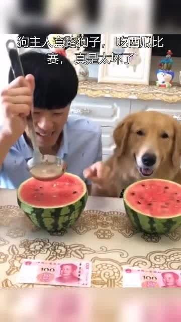 坏瓜能给狗吃嘛视频
