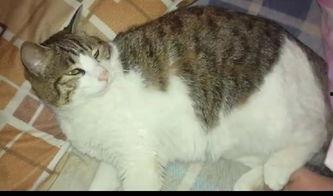 吃瓜群众的猫吵架视频,吃瓜群众见证一场猫界“宫斗”