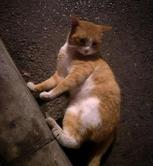 吃瓜群众的猫吵架视频,吃瓜群众见证一场猫界“宫斗”