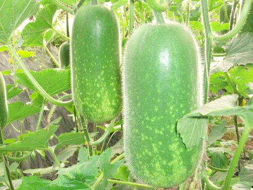 给路人画画吃瓜视频大全