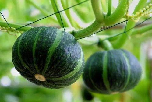 肥哥吃天津满园瓜视频