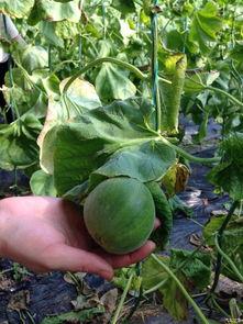 肥哥吃天津满园瓜视频