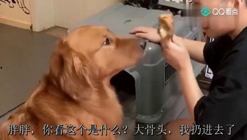 二逗吃瓜全集视频,揭秘娱乐圈幕后故事，笑料连连全集回顾