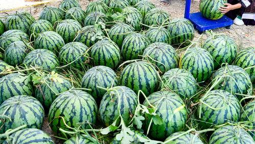 烟台网红老外吃瓜视频