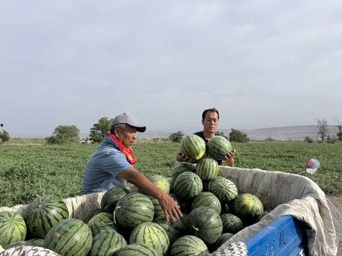 中山吃瓜群众吃蕉视频,趣味吃蕉视频引全民热议