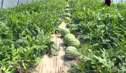 金乡最新吃瓜事件视频,视频揭秘惊人真相！