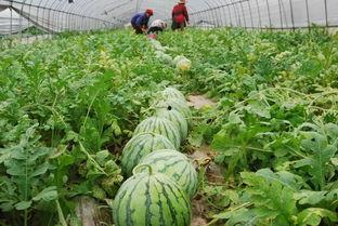 阜阳海伦司吃瓜视频